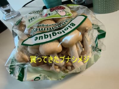 夏休みの自由研究提出・キノコの再生